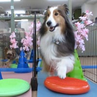 2025年5月の【パピーパーティー】のご案内(^^)/　　犬のしつけ教室＠アロハドギー
