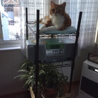 チャチャの朝
