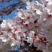 桜満開の窯場2023.04．01