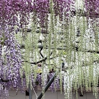 ◆  泉龍院の藤の花