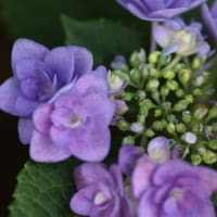 紫陽花の季節　その２