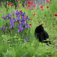 黒猫の庭～アヤメ～＊ねこきんちゃく