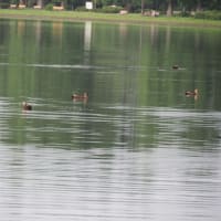 水元公園のハス