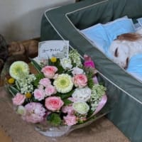 16年間ありがとうAmelie、またいつか会える日まで