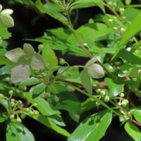 四王寺山の花　R7.5