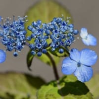 鉢植えのヤマアジサイ　ｃ、日向絞り