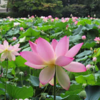参議院議員選挙の不在者投票に行く