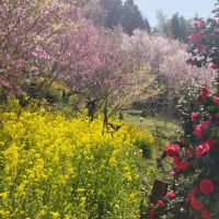 お花見は 年に一回 必須です