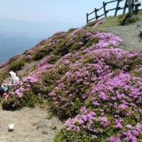 高千穂峰－二子石（霧島山系）のミヤマキリシマ
