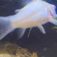 熱帯魚と雑談