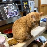 看板猫のいるお店で猫飲み 予告編 (2404-5)