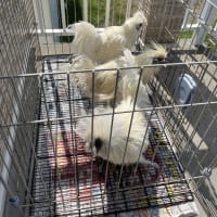 烏骨鶏シャンプー