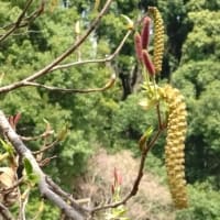 花の季節に・・・ヤシャブシ