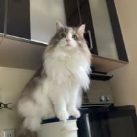 猫のPUFA(多価不飽和脂肪酸)記事への追記