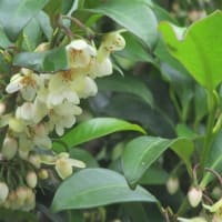 6月の花 6