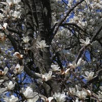 北海道の遅い春の桜10-2