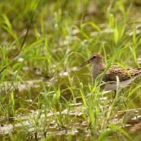 07/05お気に入りの野鳥-4（アメリカウズラシギ）
