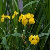 菩提池の黄菖蒲と鯉。