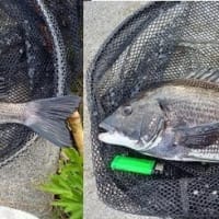 チヌ、大会だったら入賞間違いなし！