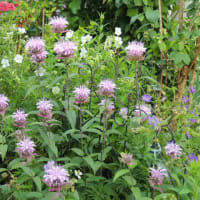 庭に戻りました＊留守番していた花たちをお披露目です＊