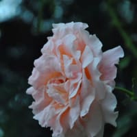 散歩道　チィロリアンランプの花　　　3