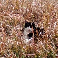 私の独り言・・猫編２０２４．０２２２～