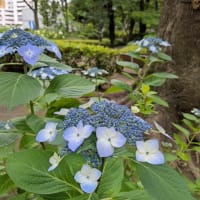 Hatena blogへお引越し致します