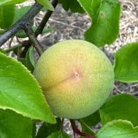 梅を収穫