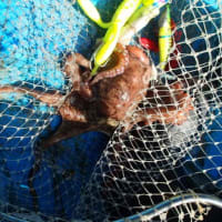那珂湊、大洗沖　タコ釣行記