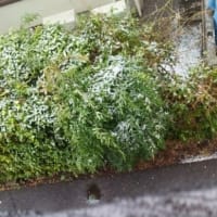 雪だ雪だ