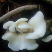 ブナの実の殻を探しに～