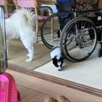 みなみトライアルへ　そしてセラピードッグも
