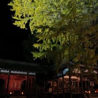 本宮神社の銀杏ライトアップ　（蒲刈町向）