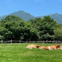 南ヶ丘牧場と優雅な時間