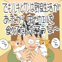 「ルキとサンは野良出身」