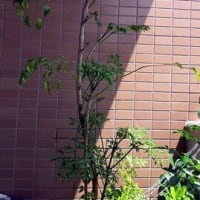 6月のベランダの緑や花が美しい 　　　  ムラサキ山芋のツルが伸びてきた