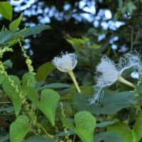 自然は不思議です　～カラスウリの雄花と雌花～