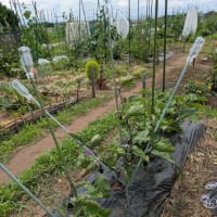 6月23日㈪小田原からお昼過ぎに畑へ