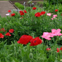 【初夏の薬草園】ケシの花