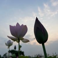 因果
