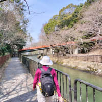 桜・桜・桜　満開　琵琶湖疏水ウオーク〜京都府ウォーキング協会例会（14km）