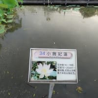 古代蓮の里