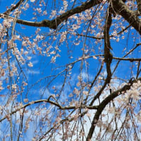 永福寺の枝垂桜