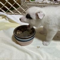 食いムラ大王再び