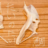 鯛の鯛は、魚の形をした、魚の骨である。 The Tai no Tai is a fish-shaped bone of a fish. 鯛中鯛 解説 説明図 エラの後ろの、ヒレの付け根の部分にある小骨