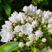 【カルミア】鉢植えのカルミア（アメリカシャクナゲ）開花