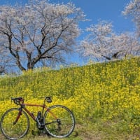 地元で花見ライド