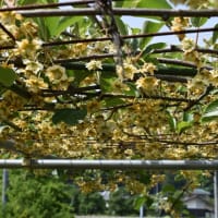 林道で  タニウツギの花