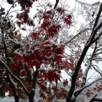 養老渓谷「雪と紅葉」
