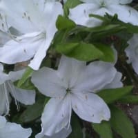 花言葉 スピカの下で 花言葉 スピカの下で